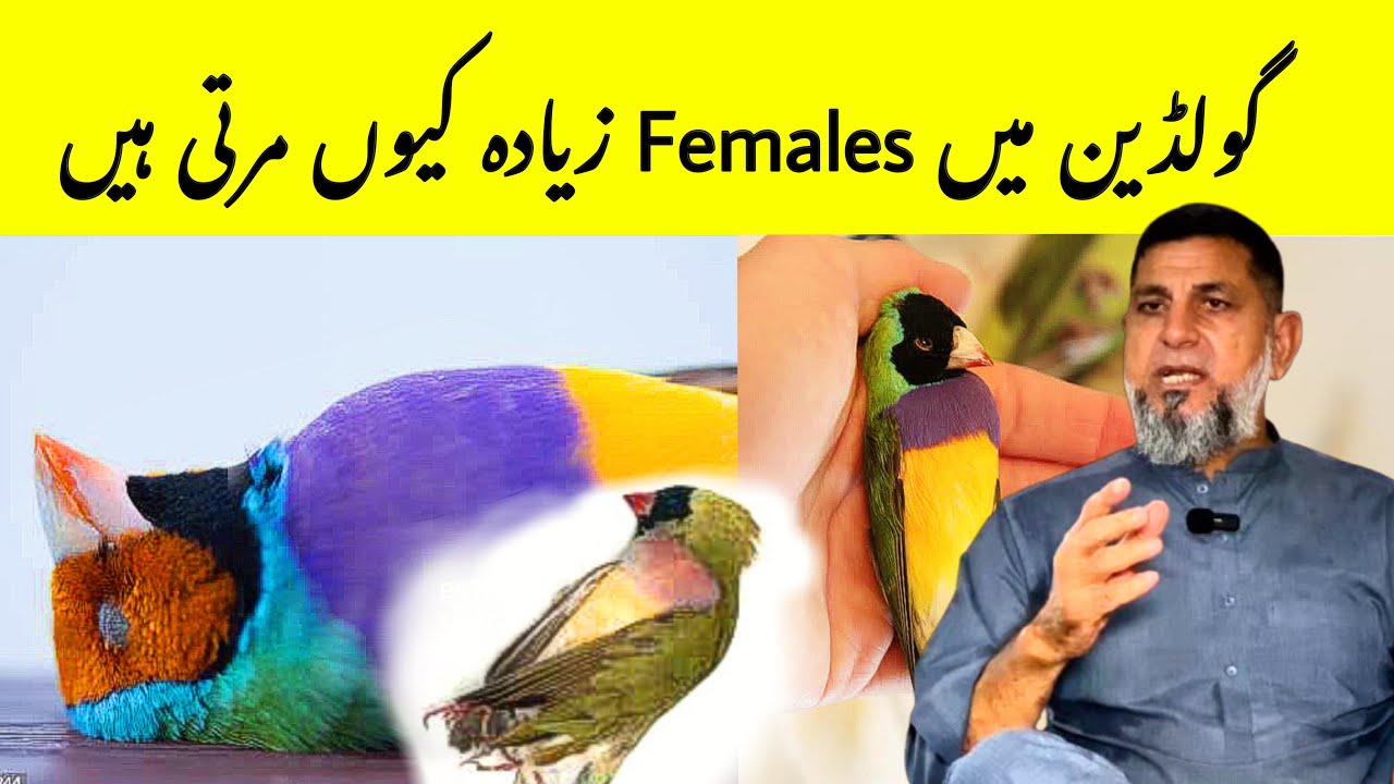 Why Finches Females die more | Reason and Solution