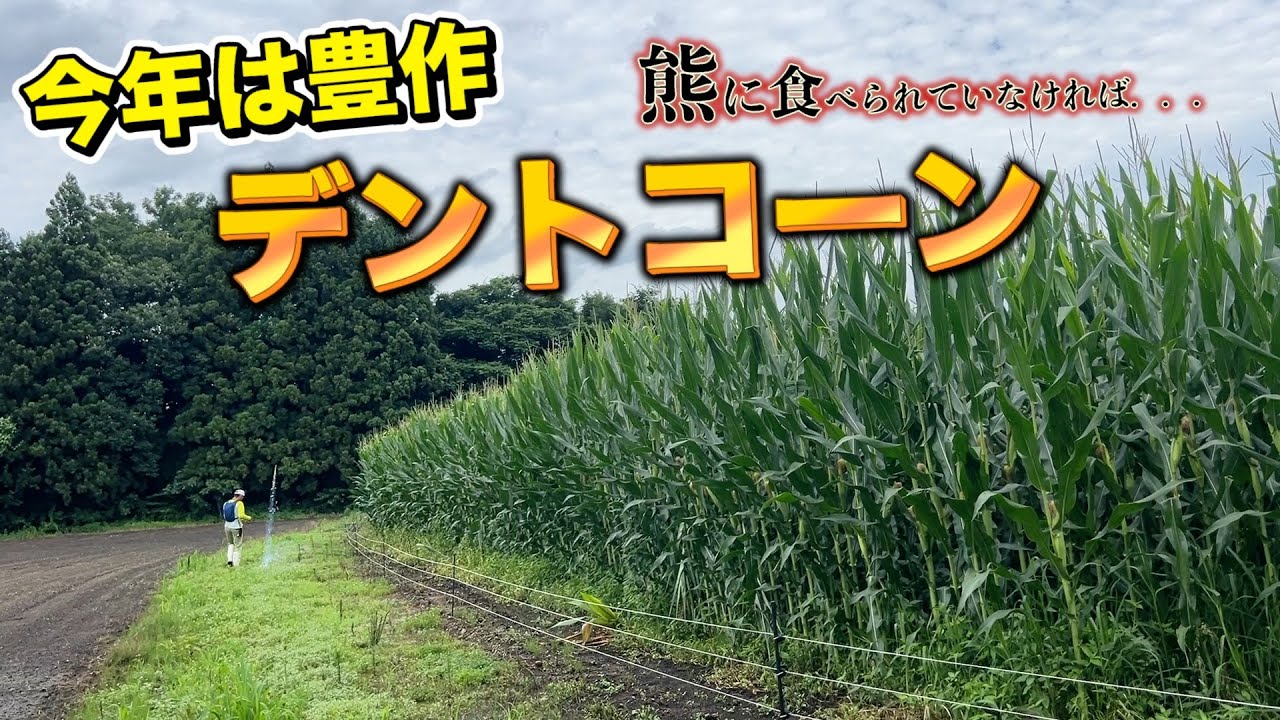 牛の餌「デントコーン畑の見回り」今年も熊出没中