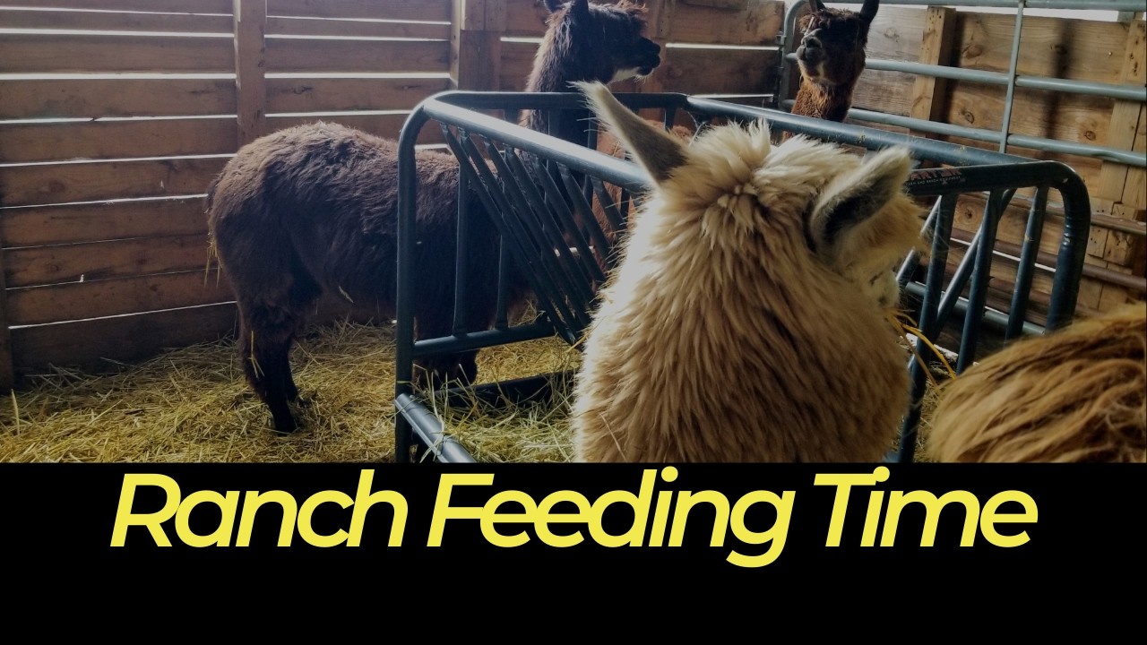 Feeding and Watering the Critters