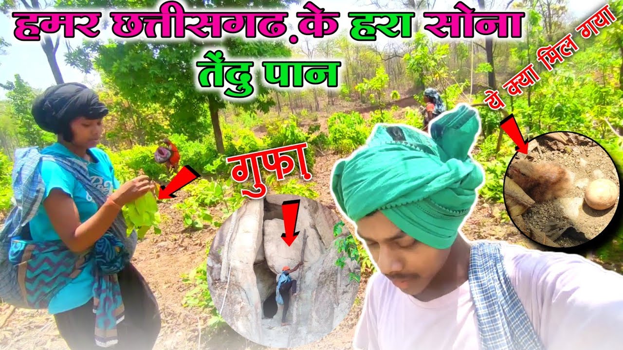 हमर छत्तीसगढ़ के हरा सोना (तेंदु पान )कोन कोन जाथो जी तेंदु पान टोरे बार🌿🍃💕❤️‍🩹🥰