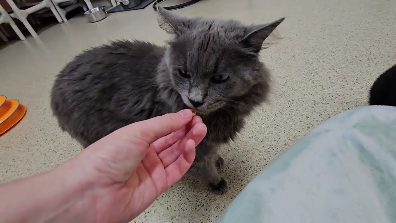 Shelter Cats Rate Churu Chicken Bites [REAL]