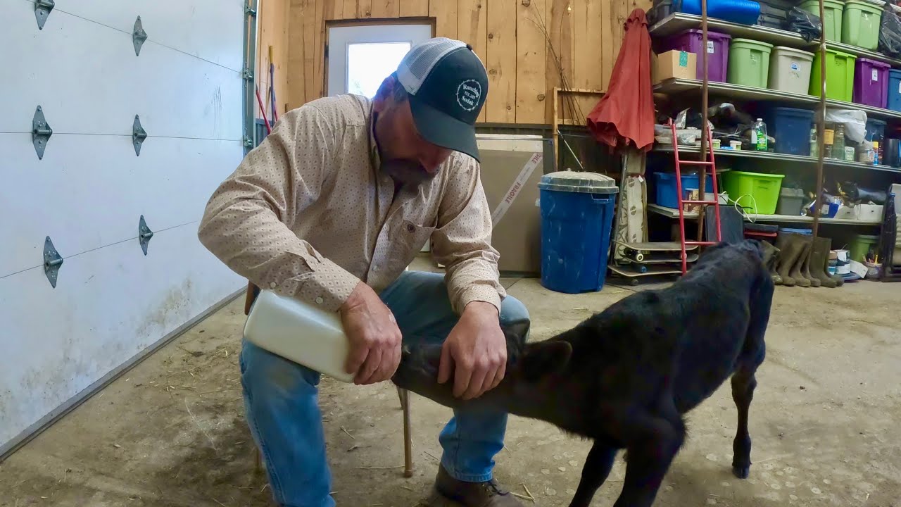 How Much Do Rancher's Care For Their LIVESTOCK?