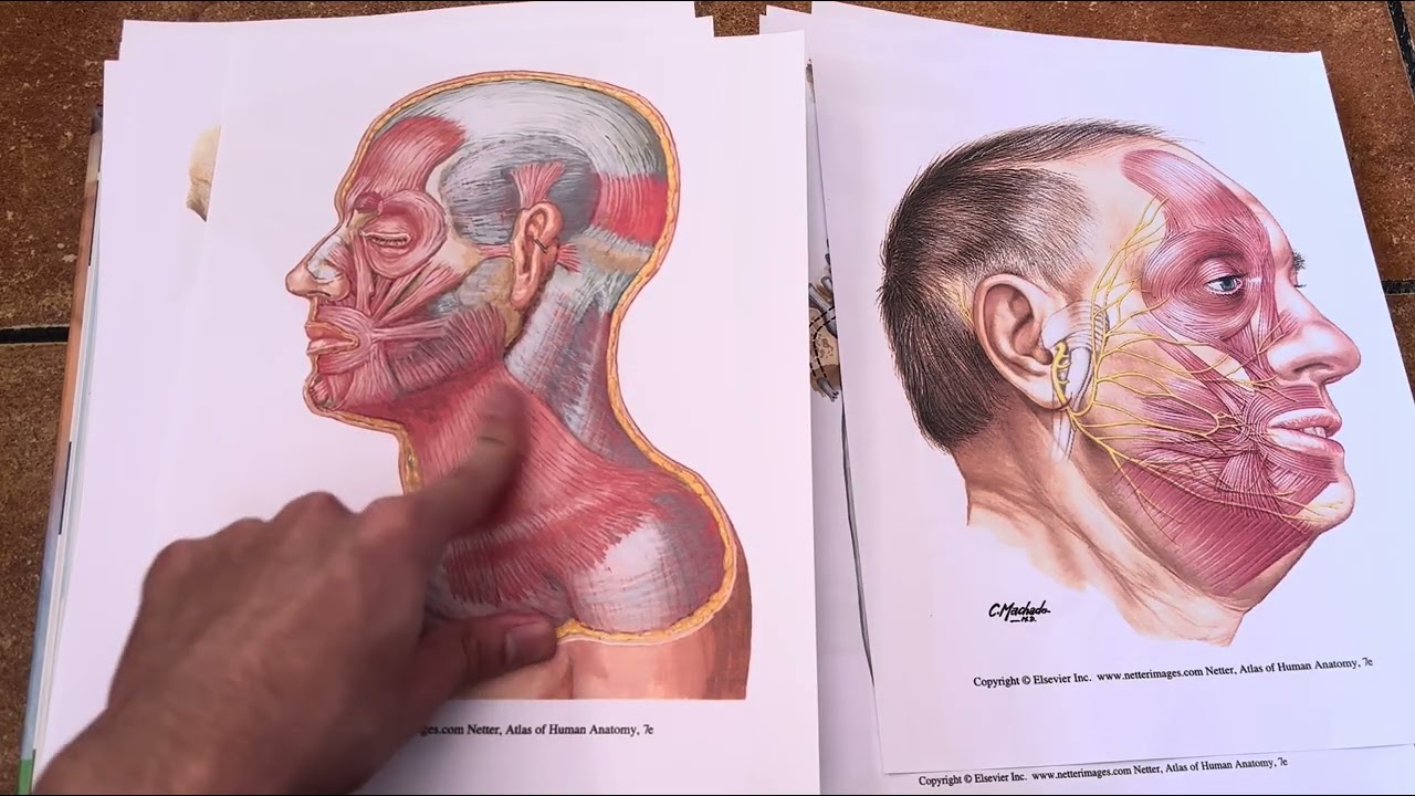 Nervios Trigémino (V) y Facial (VII) // Inervación