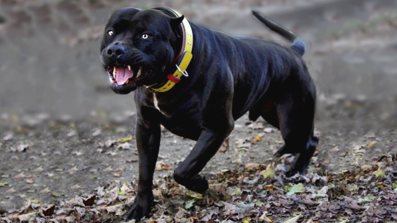 Most Amazing Facts about Pitbulls