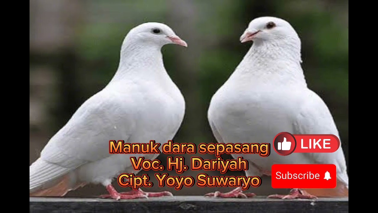 Tarling Lawas 
