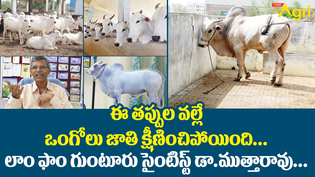 Ongole Breed Cows Declining Reasons | ఈ తప్పుల వల్లే ఒంగోలు జాతి క్షీణించిపోయింది..!! Tone Agri