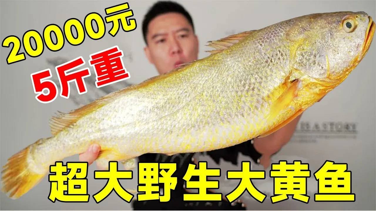 海中金条！20000元买一条拍卖级别的超大野生大黄鱼，5斤重，果然好吃 
