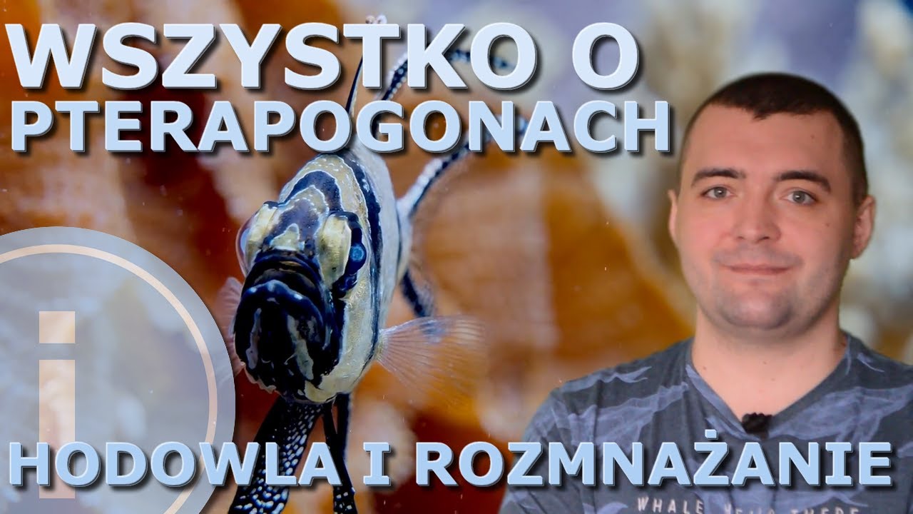 Wszystko o Pterapogon kauderni hodowla i rozmnażanie