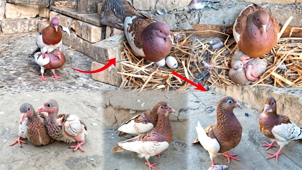 Israeli Khal Pigeon Hatching 2 Eggs | Baby Pigeons' Growth From Day 1 to 32 | Full Growth Journey