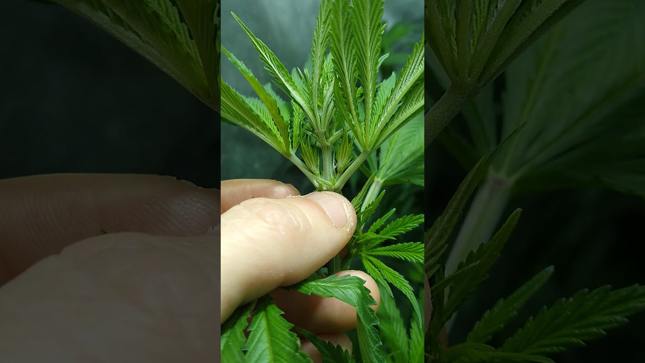Sirius Garden.  How to tell if you have a male or female  marijuana plant.  CBD or THC early!!!