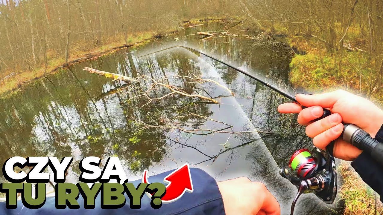 LEŚNY, BAGNISTY PRZEPŁYW - CZY SĄ TU RYBY?