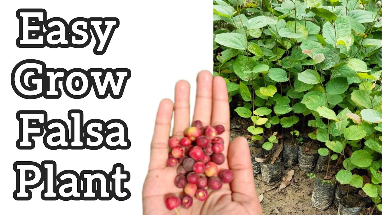 How to Grow Grewia Asiatica | Falsa Plant  Step By Step Guide فالسے کا پودا لگانے کا طریقہ #tips 