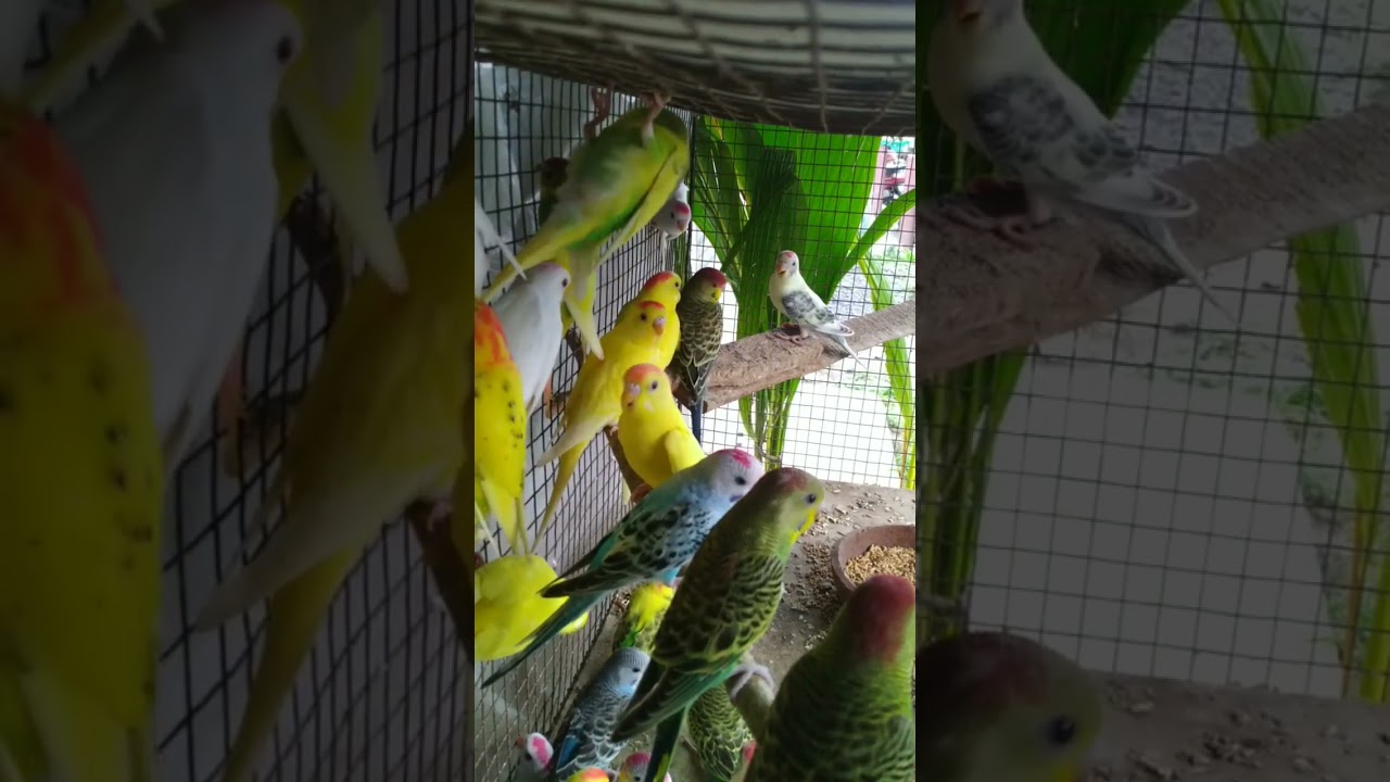 all budgies parrot bird sale