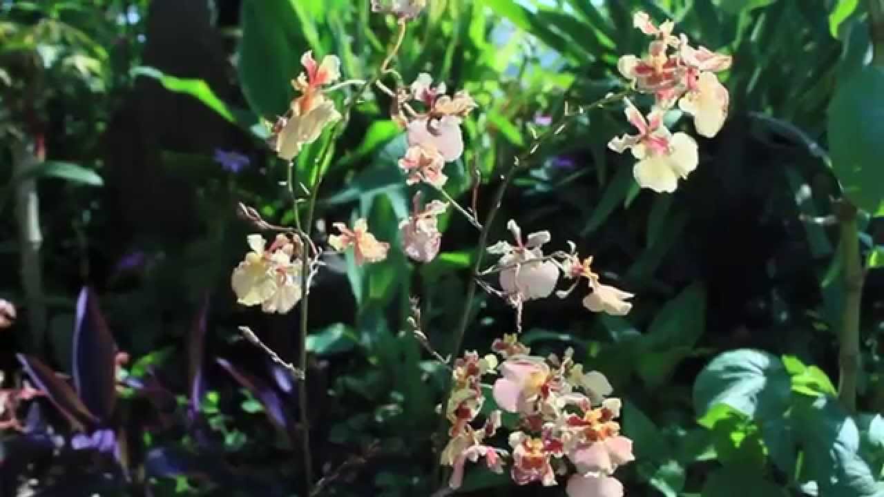 Orchid Experiment  - Appropriate Vs.  Inappropriate Conditions