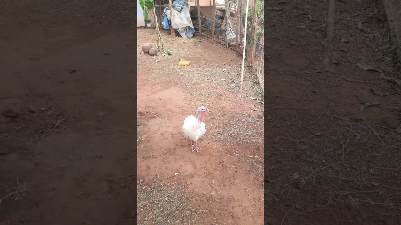 Bronze, White Holland and Cross breed Turkeys At Living Hope Mixed Farm#chicken #farm #bestfarming
