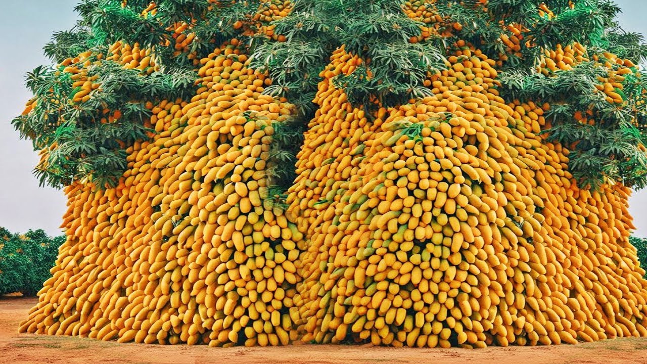 COMO se PRODUCEN MILES de TONELADAS de MANGOS anualmente en MÉXICO🥭