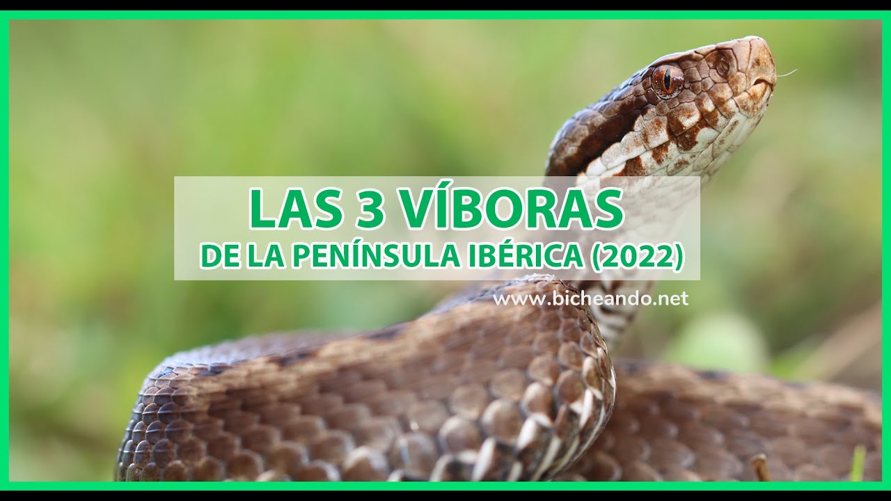 ✅  LAS 3 ESPECIES DE VÍBORAS IBÉRICAS 【 2022 】