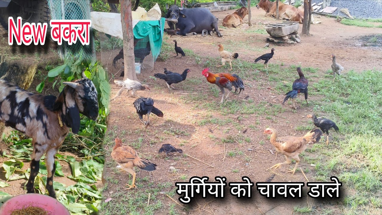 मुर्गियों को खाने के लिए चावल डाले || नया बकरा लिया