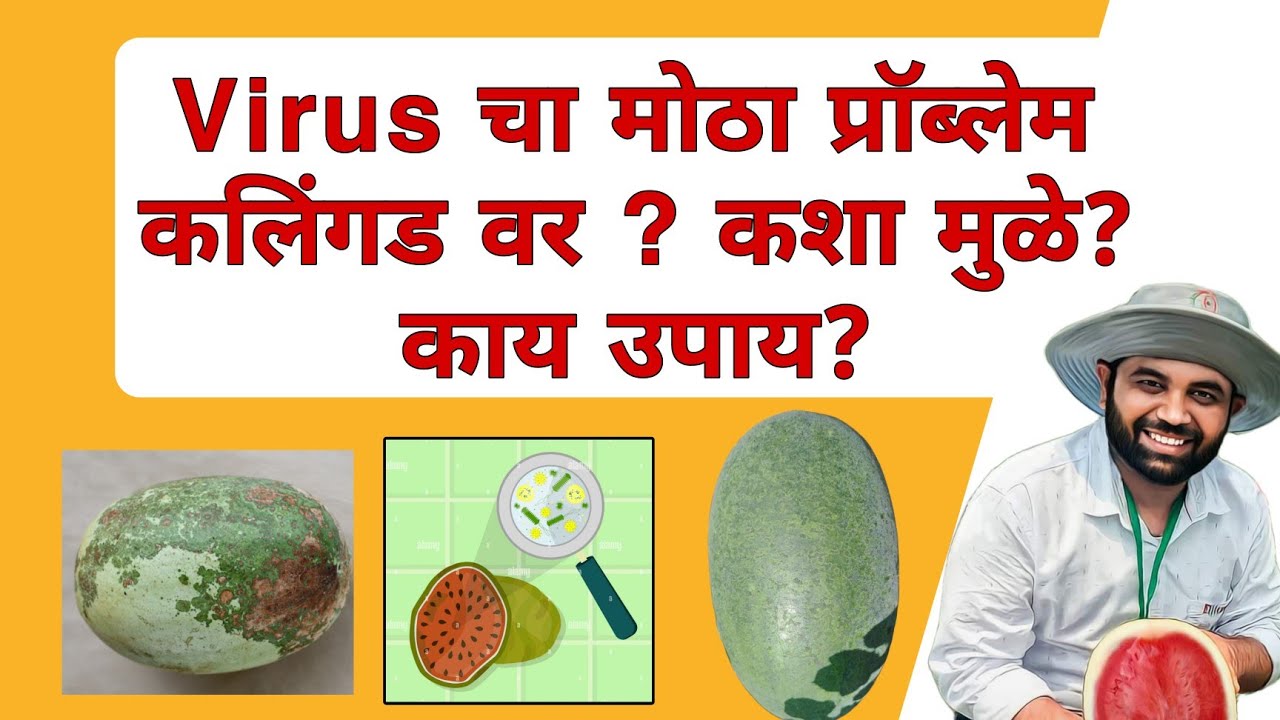कलिंगड ला Virus का येत आहे? कशामुळे? सर्वात मोठा प्रॉब्लेम कलिंगड ला!#कलिंगड #टरबूज #watermelon