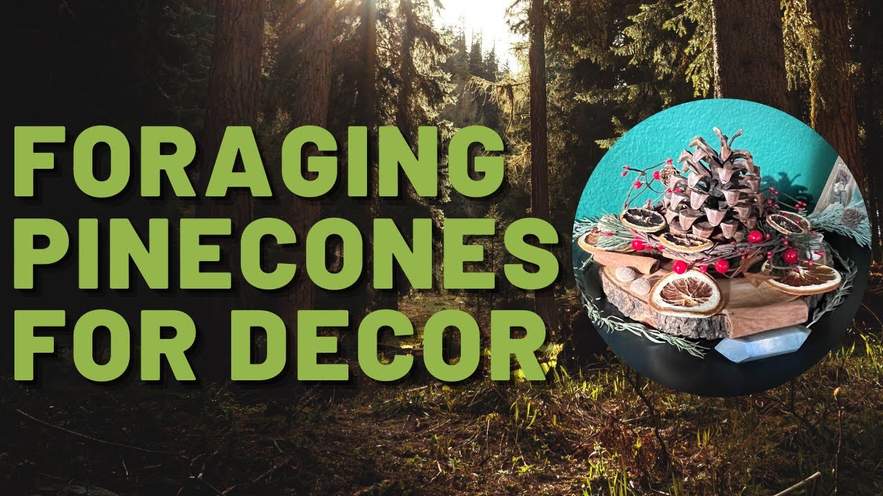 ⭐How to Clean Pine Cones for Crafts in 3 Easy Steps ⭐ MoonMagickSpirit