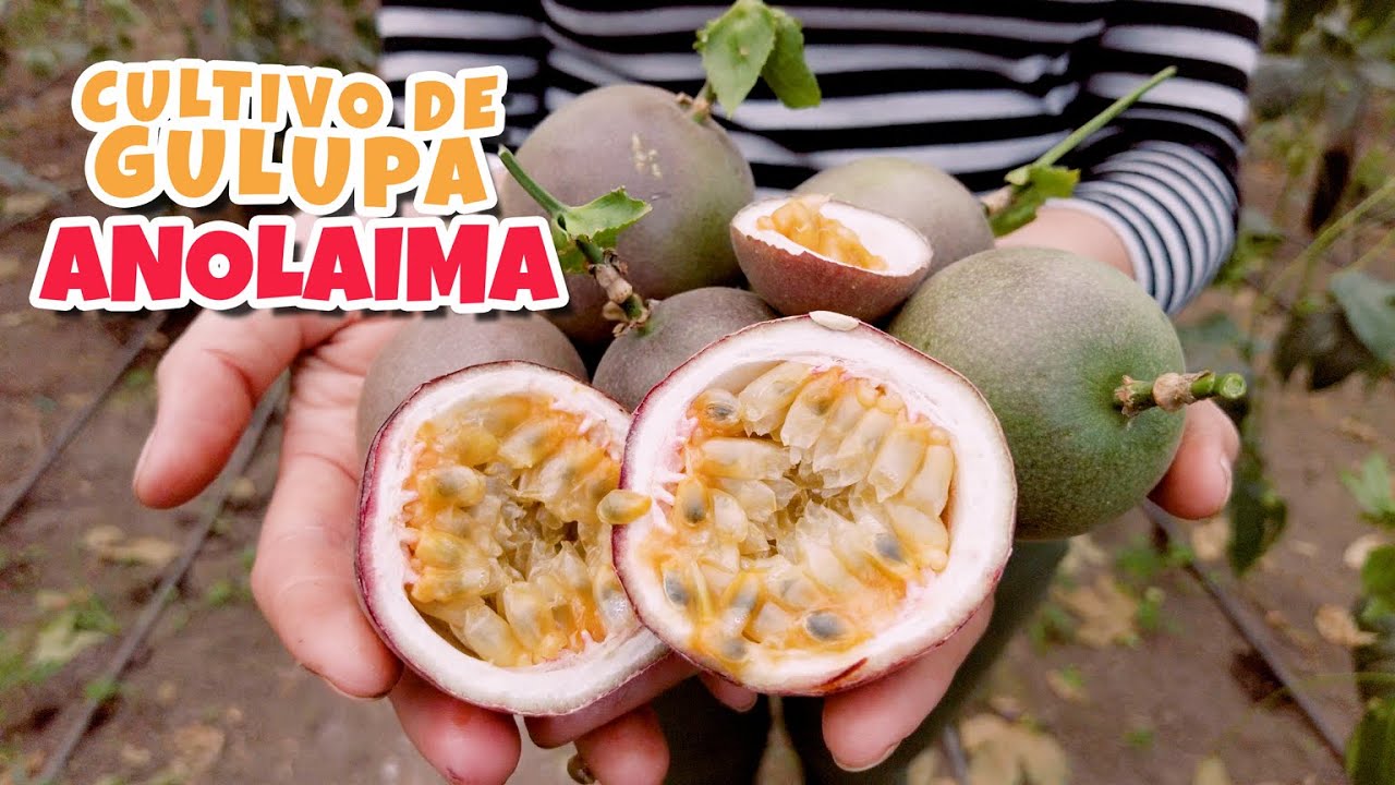 Cultivo de Gulupa en Anolaima, Cundinamarca -  Fruta de la Pasión