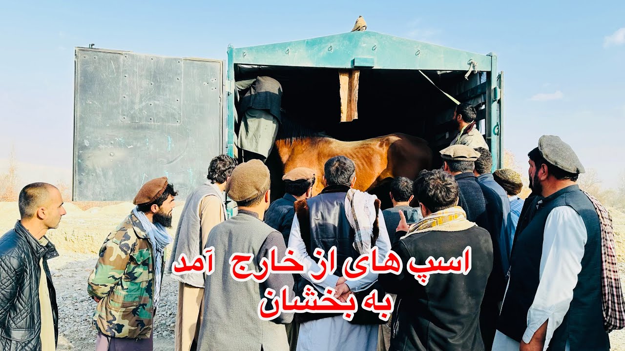 اسپ بدخشان رسید٫بخیر