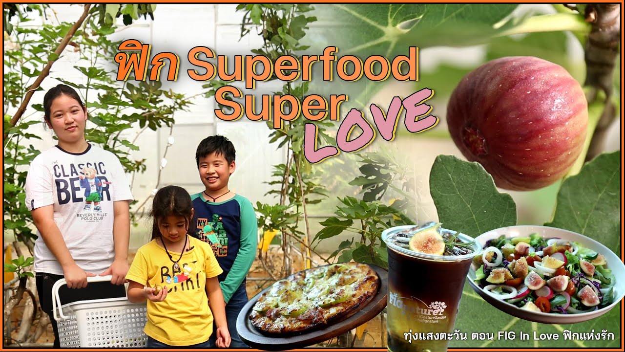 มะเดื่อฝรั่ง Superfood ผลไม้นอก ประโยชน์ฉ่ำ | Fig In Love ทุ่งแสงตะวัน 16 ธ.ค. 66