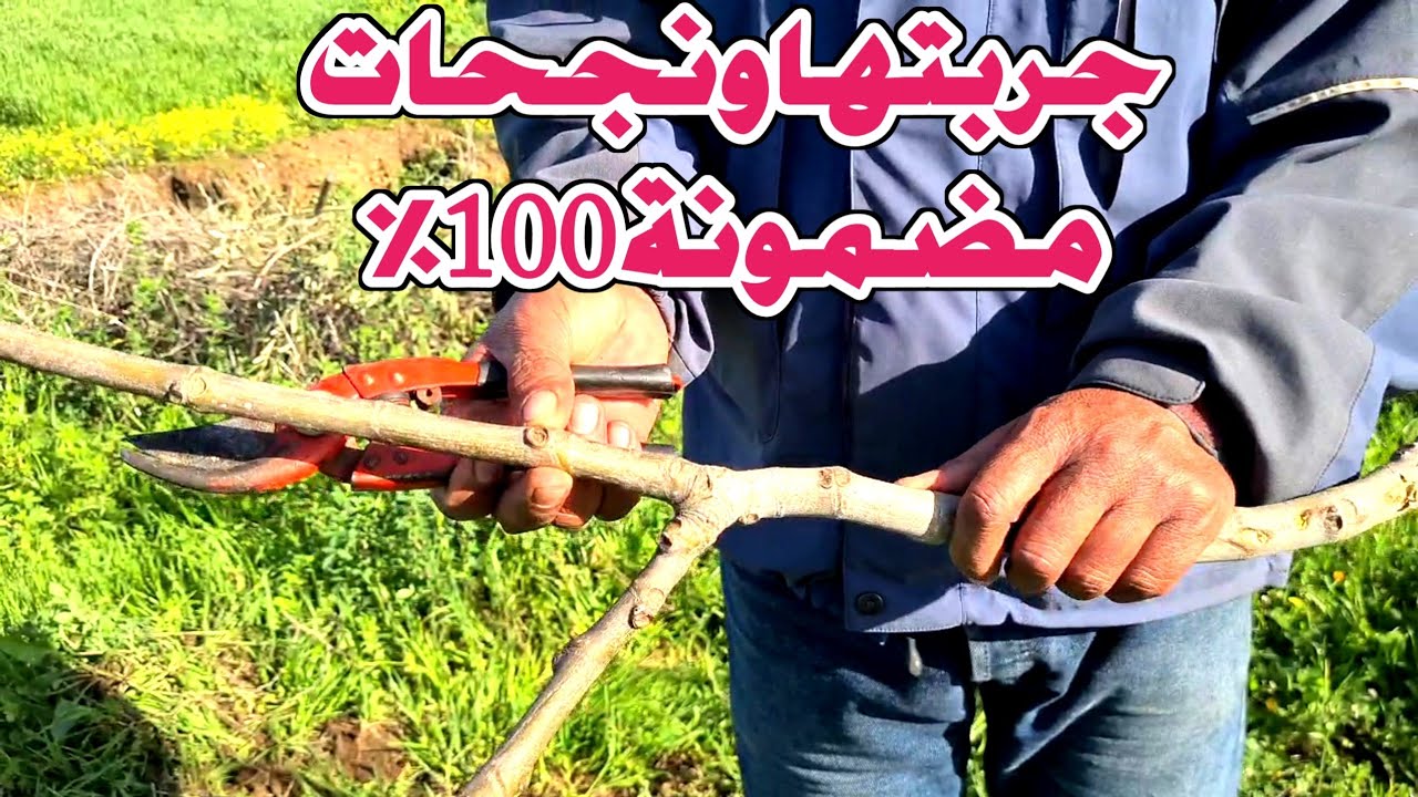 جربتها ونجحات ✔️ أسهل طريقة لغرس التين من الأغصان