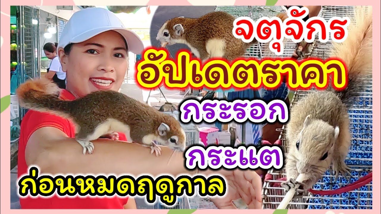 อัปเดตราคากระรอก กระแต จตุจักร จัดส่งได้ทุกจังหวัด ร้านป้าลัดดา ร้านน้องฮาน