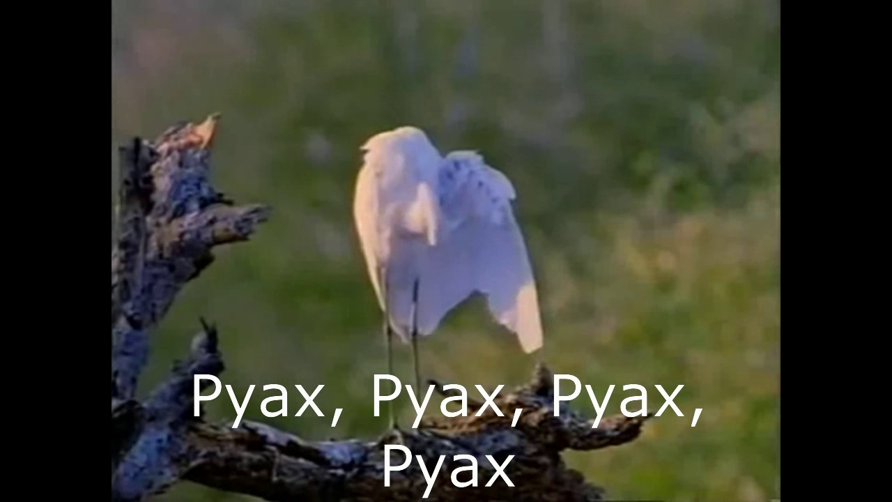 Руах