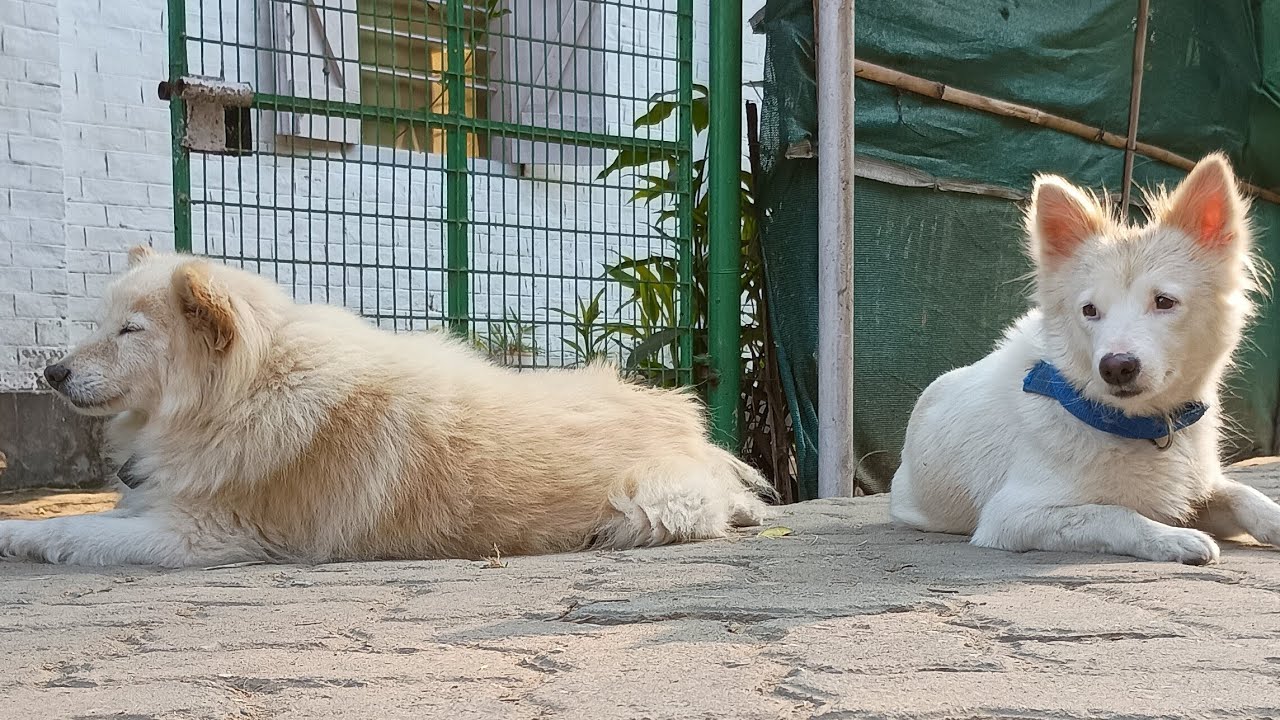 Coco, Cheeku and Tuntuni live on a fresh morning