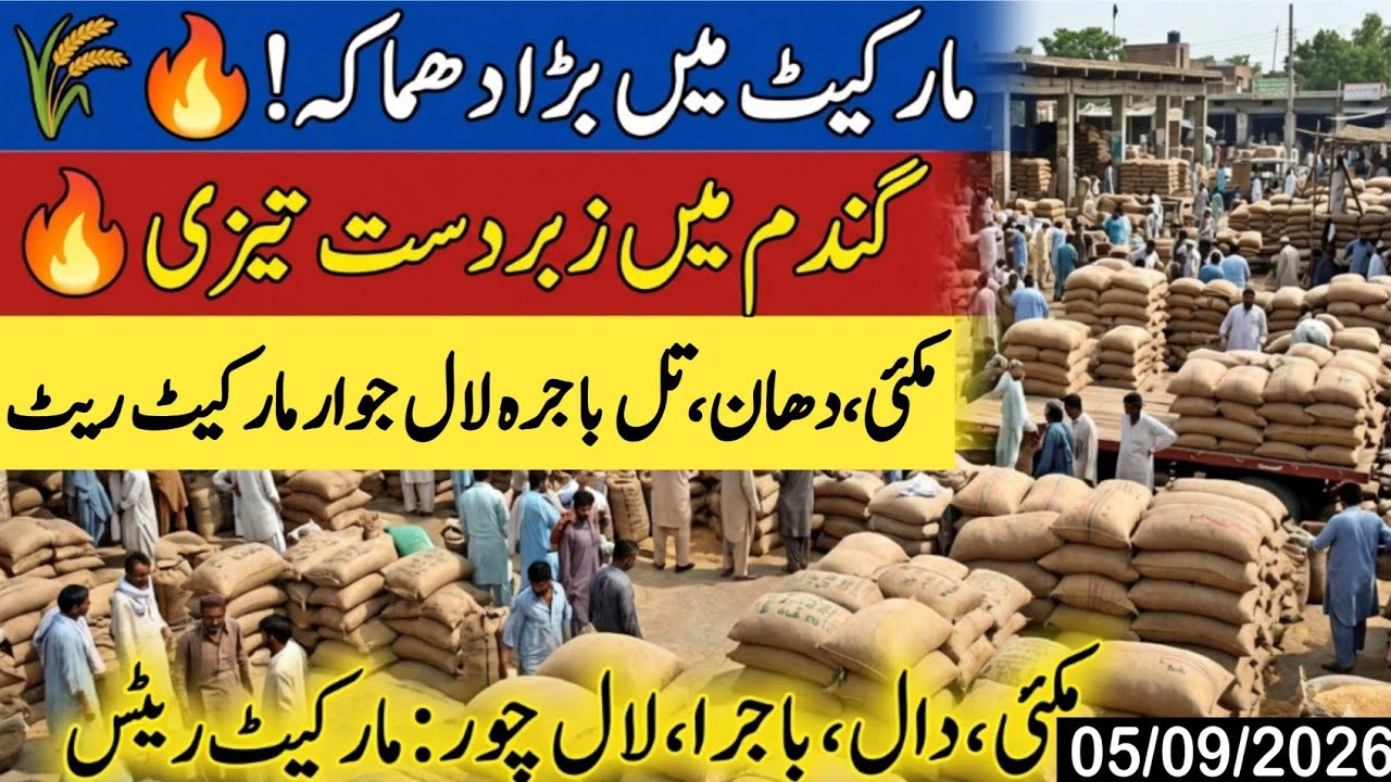 Today Wheat price in punjab//گندم کا ریٹ2026/munji makki till sarso/Galla mandi rate today 2026