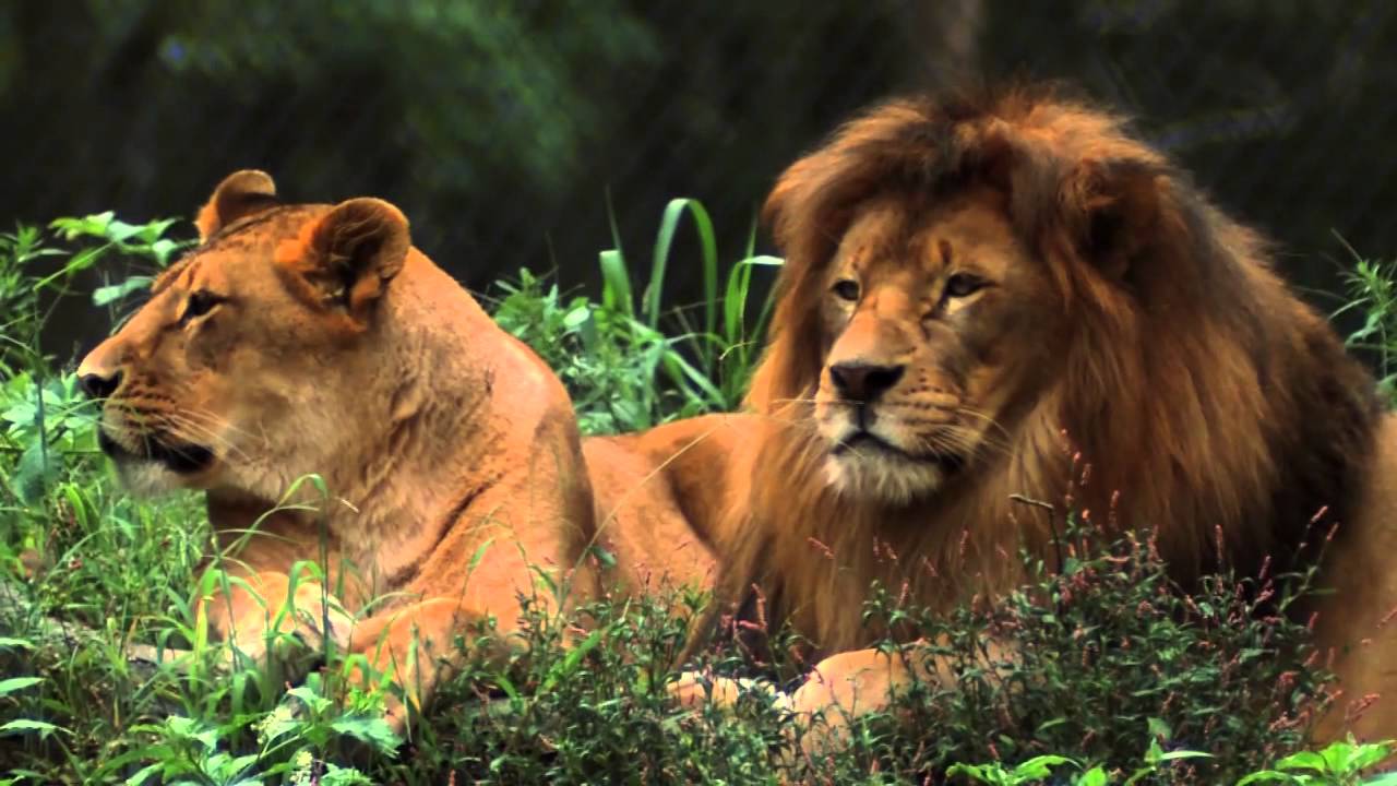 Six Flags Wild Safari