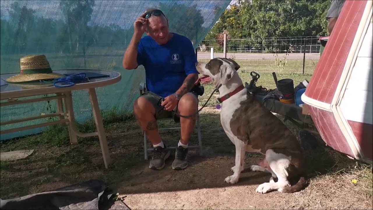 First session with Duncan, seriously fearful Catahoula/Bull Arab X