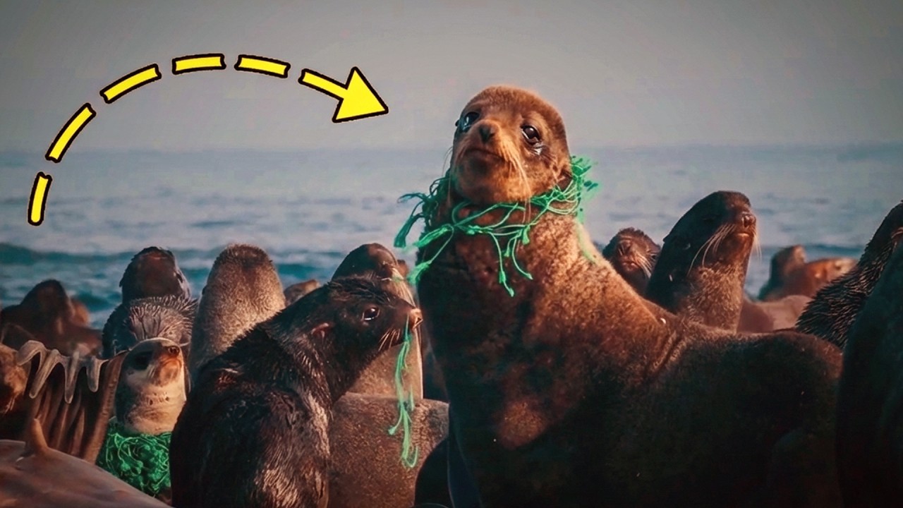 Его Взгляд Молил о Помощи, Они Не Могли Оставить Его Так 🌊 Морское Спасение