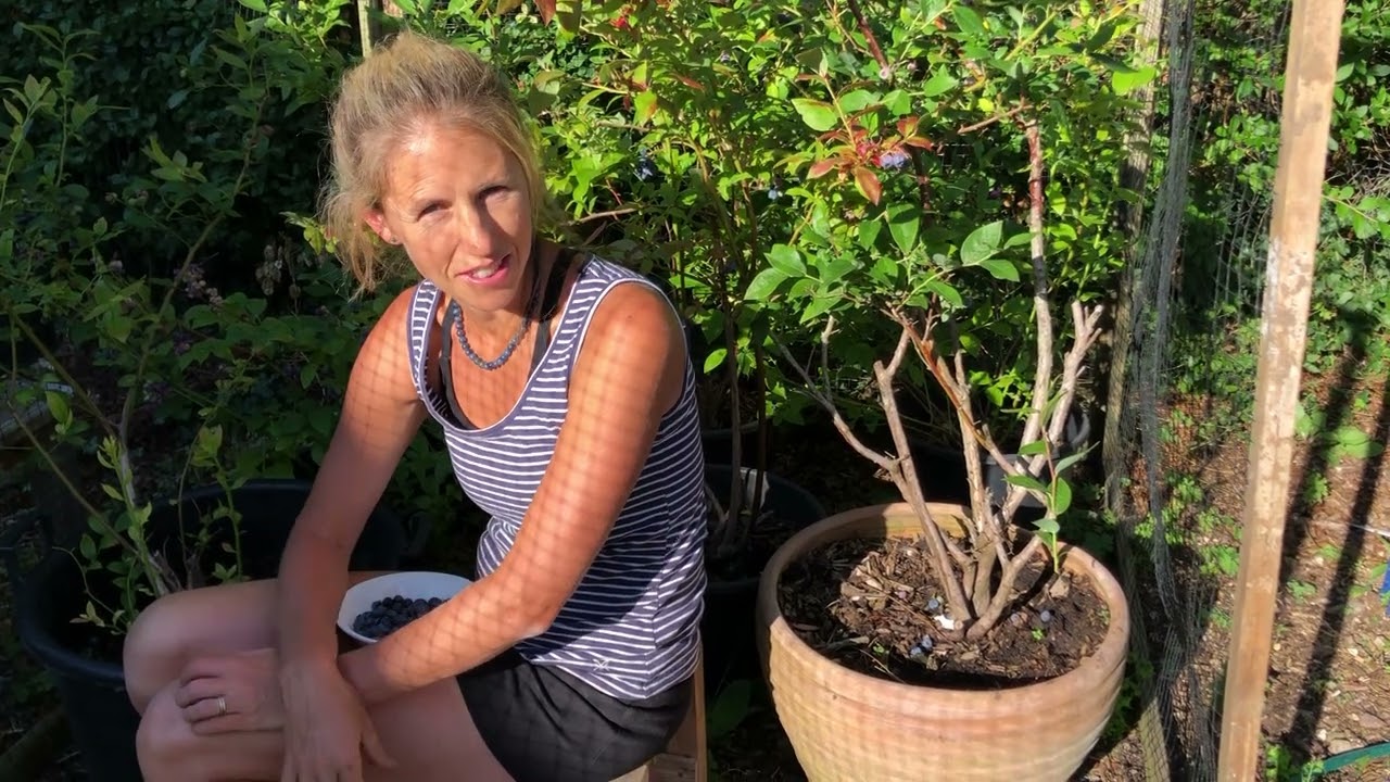 How to grow blueberries in the UK - and the secret to success we discovered