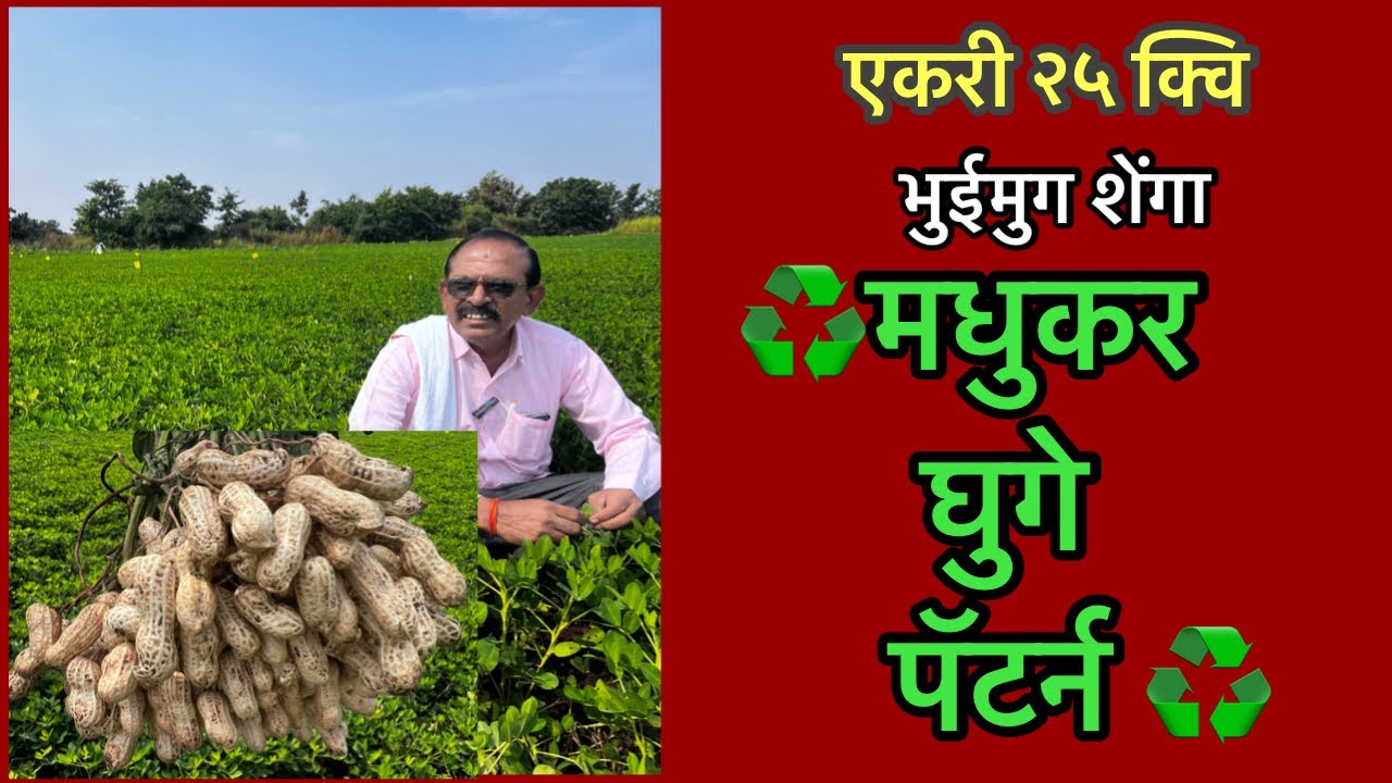 एकरी २५ क्वि भुईमुग शेंगांचा ‘मधुकर घुगे पॅटर्न’। Groundnut Madhukar Ghuge Patarn
