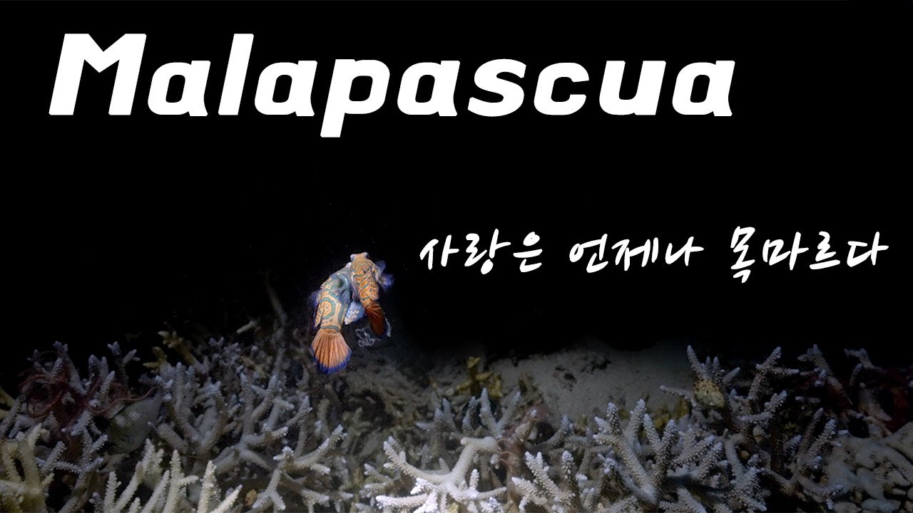 [4K] 밤이 내리면 시작되는 사랑의 구애 | 파라다이브리조트 | Malapascua