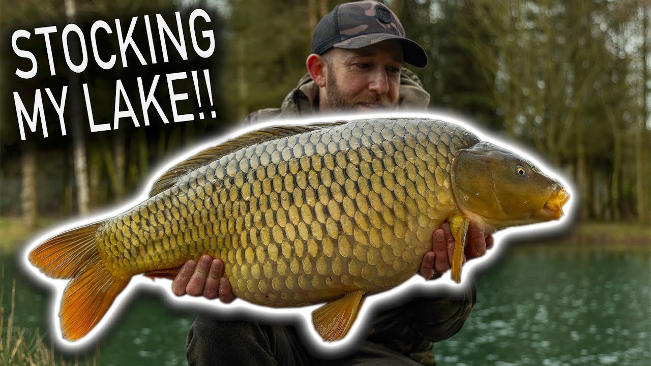 Carp Life — ЗАРЫБЛЯЮ МОЁ ОЗЕРО! КАРП БОЛЕЕ 46 ФУНТОВ!!!