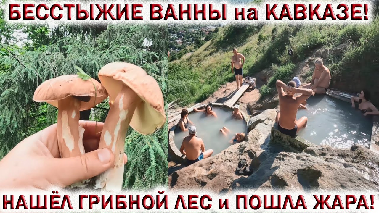 ❗️ ГРИБНОЙ ЛЕС в ПОДМОСКОВЬЕ 2023!👉БЕЛЫЕ ГРИБЫ и ПОДОСИНОВИКИ.💥БЕССТЫЖИЕ ВАННЫ в ПЯТИГОРСКЕ!