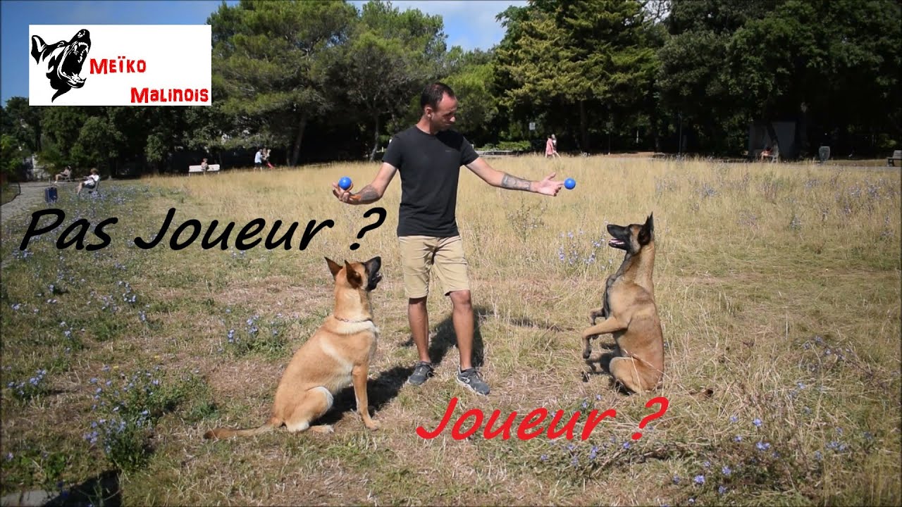Mon Chien n'est pas Joueur : Comment Faire ?