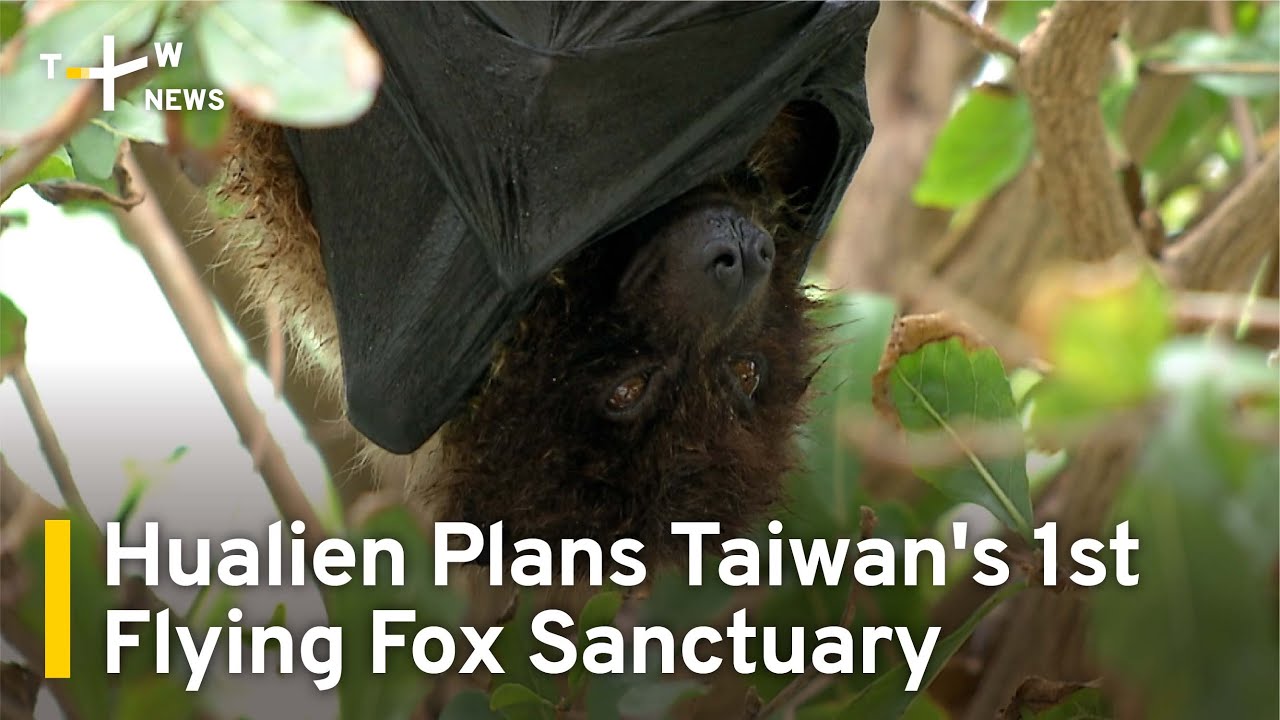 Hualien Plans Taiwan's First Flying Fox Sanctuary | TaiwanPlus News