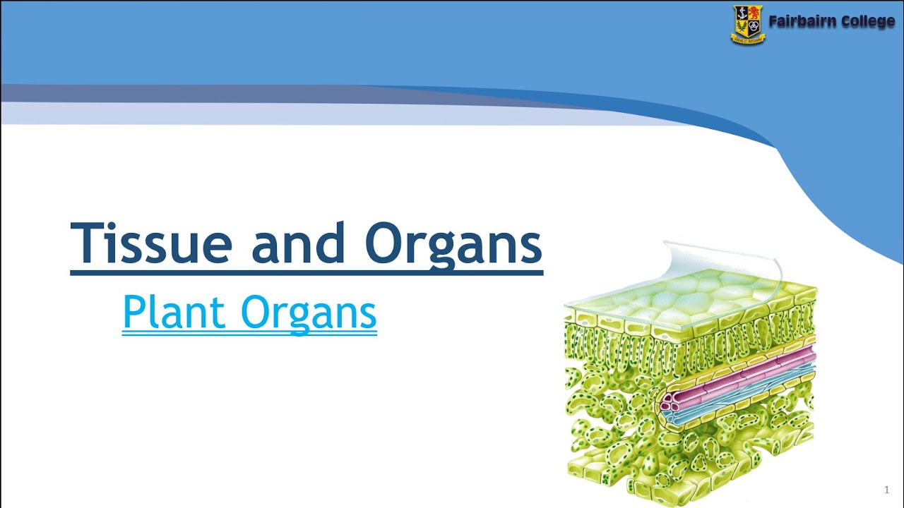 Gr10 LS - Plant Organs