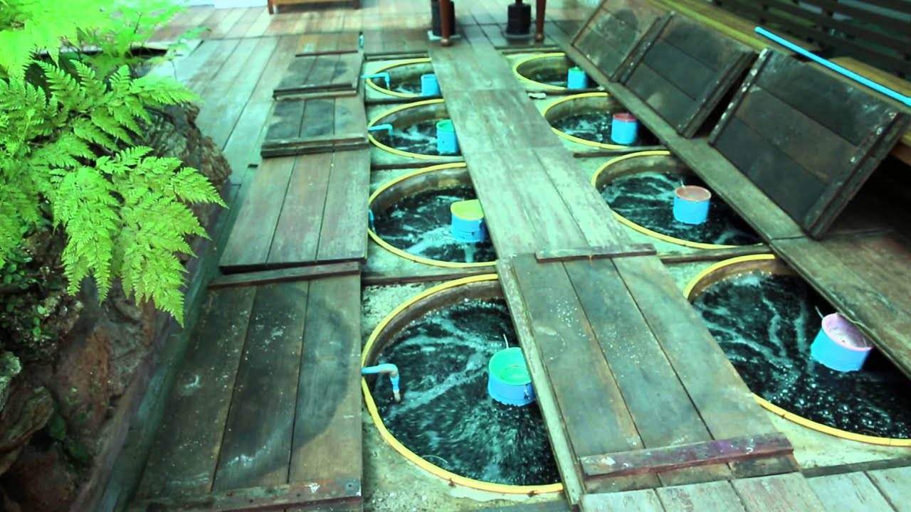 koi360.com: Moving bed and fixed bed filtration system