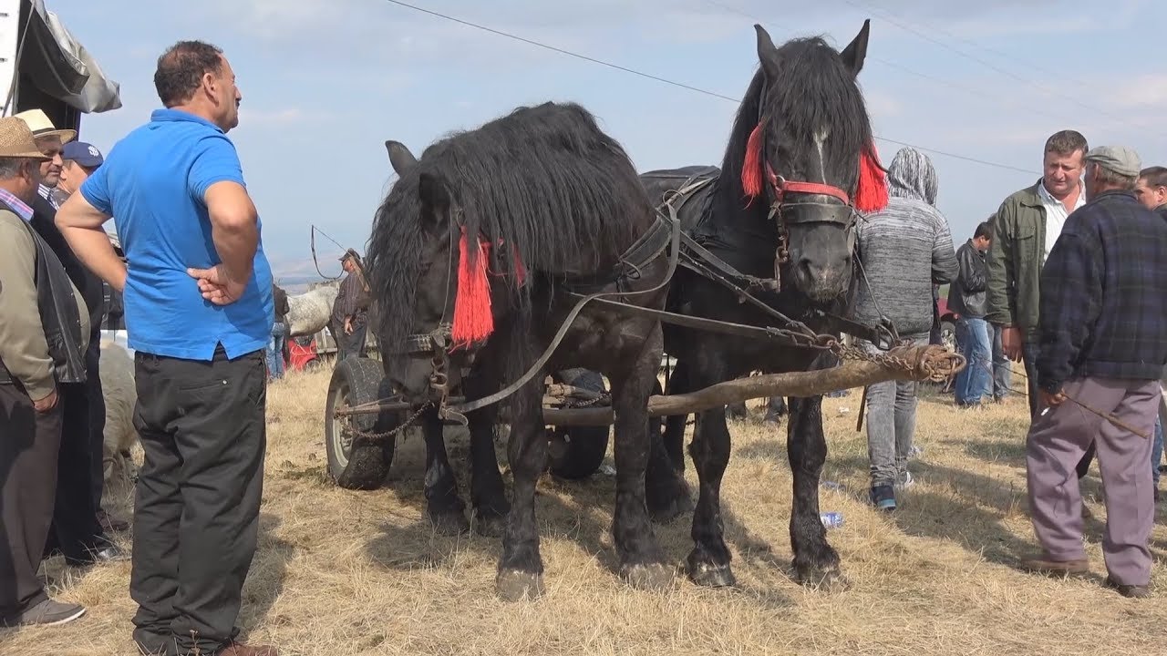 Targ de cai Poiana Sibiului, Sibiu 19 sept 2017