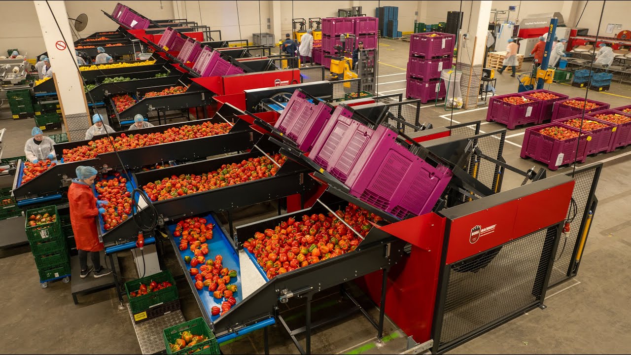Burg Machinery - Bin unloading line for bell peppers - PEQ B.V.
