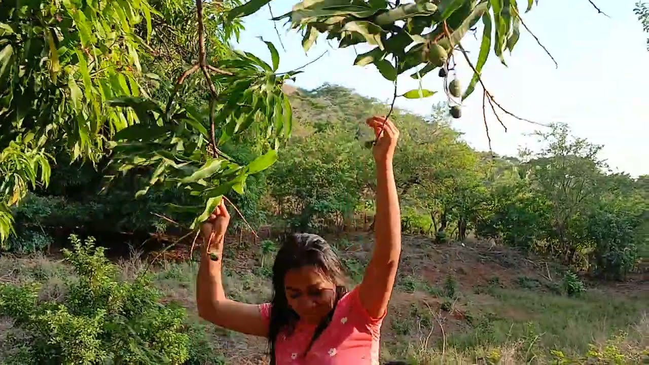 Fuimos a cortar manguitos tiernos para el antojo 