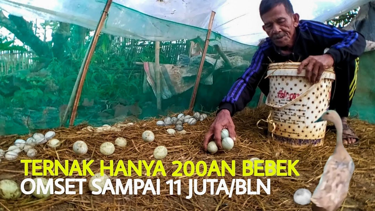 Panen telur bebek, skala kecil hasil besar! Suasana pagi di sawah he pick duck eggs