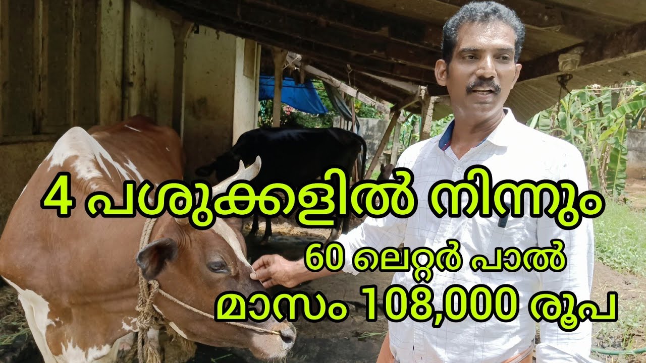 നാല് പശുക്കളിൽ നിന്ന് 60 ലിറ്റർ പാൽ മാസം 108,000 രൂപ