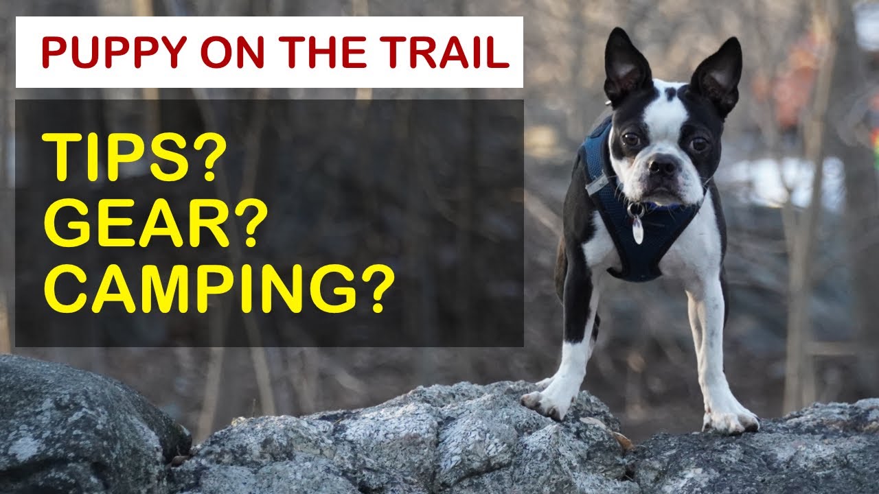 HIKING with a PUPPY (TIPS and GEAR)